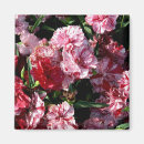 Recherche de oeillets magnets Carnation