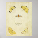 Suche nach lepidoptera poster Käfer
