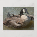 Suche nach kanadische gans poster Natur