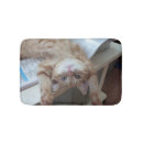Recherche de chaton photographie Aucunes personnes