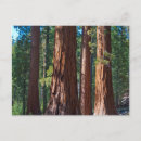 Recherche de tronc cartes postales Forêt