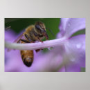 Suche nach wanze poster Blume