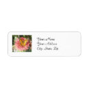 Recherche de zinnia rose Papillon