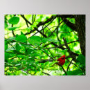 Recherche de oiseau cardinal rouge posters Printemps