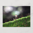 Recherche de champignons organiques Forêt