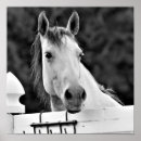 Suche nach schwarzes pferd poster Foto