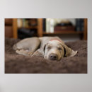 Suche nach weimaraner hund poster Welpe