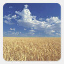 Recherche de champ de blé autocollants Agriculture