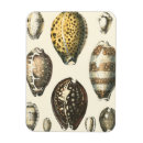 Suche nach muscheln magnete Ozean