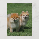 Suche nach zwergspitz poster Loulou
