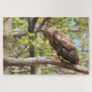 Recherche de hawk puzzles Oiseau