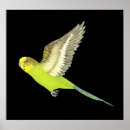 Suche nach budgerigar poster Undulatus
