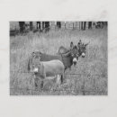 Recherche de mule photographie Âne