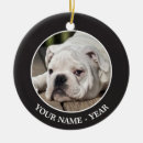Recherche de bouledogue photographie Horizontal