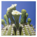 Suche nach wüsten fliesen Wildblume