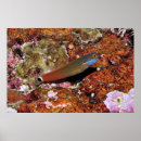 Suche nach fisch schwanz poster Natur