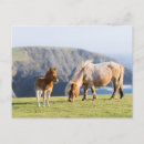 Suche nach shetland postkarten Ranch