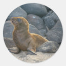 Suche nach seelöwen aufkleber Strand