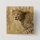 Recherche de jaguar badges Chat
