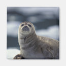 Suche nach seehund magnete Alaska