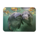 Suche nach seekuh magnete Florida