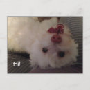 Recherche de frises cartes postales Bichon frise