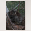 Suche nach niedlicher koala puzzle Australie