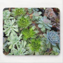 Recherche de plante tapis souris Succulent