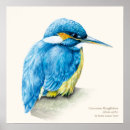 Suche nach eisvogel poster Blau