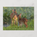 Recherche de biche cartes postales Faon
