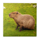 Suche nach capybara fliesen Süß