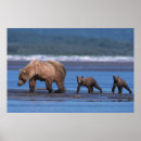 Suche nach braunbär poster Alaska