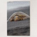 Recherche de sea turtles puzzles Hawaii