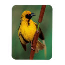 Recherche de chantant magnets Animal