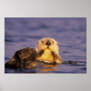 Recherche de loutre mignonne posters Animal