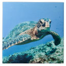 Recherche de vert mer carreaux Nature