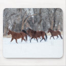 Recherche de cheval quart tapis souris Superstock