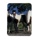 Recherche de peinture de cheval magnets Équestre