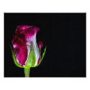 Recherche de pointu art Rose
