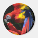 Recherche de conception colorée magnets Animaux
