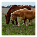 Suche nach palomino poster Weiden