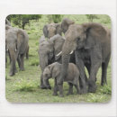Suche nach afrikanischer elefant mousepads Baby