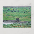 Suche nach bison postkarten Nationalpark