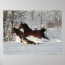 Suche nach schn poster Hund