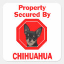 Suche nach eigentum von aufkleber Chihuahua