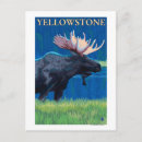 Suche nach yellowstone nationalpark postkarten Elch
