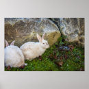 Recherche de bunny posters Faune