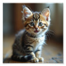 Suche nach tiere fotodruck Katze