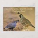 Recherche de caille cartes postales Californie
