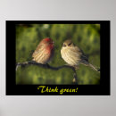 Suche nach lovebirds poster Tiere